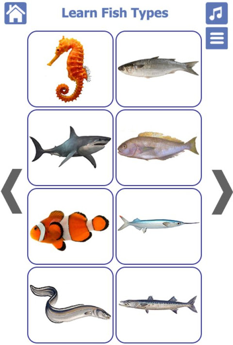 Fish Types | Goldfish Saltwater Freshwater Fish