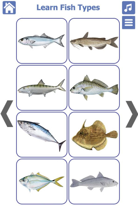 Fish Types | Goldfish Saltwater Freshwater Fish