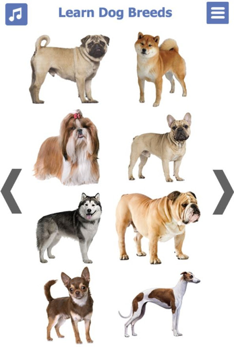 Dog Breeds 🐶 Golden Retriever | Rottweiler