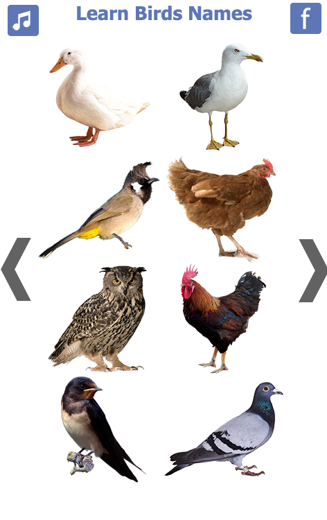 Learn Birds Names