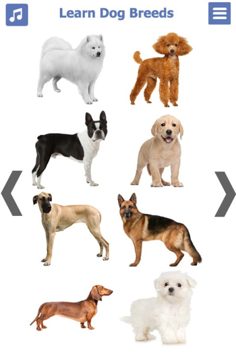 Dog Breeds 🐶 Golden Retriever | Rottweiler