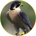 Peregrine Falcon sounds