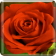 Blooming Roses LiveWP Icon