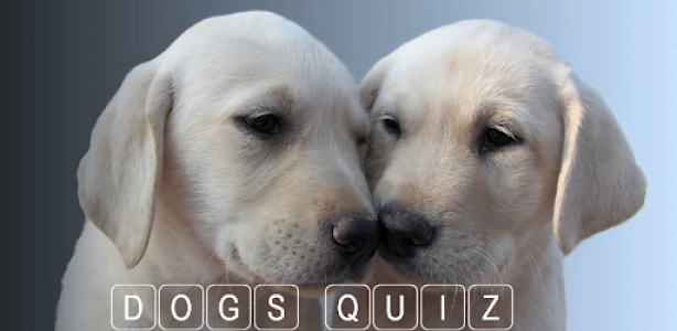 How Many Of These Dog Breeds Do You Know ? Cover