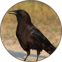 Crow Sounds